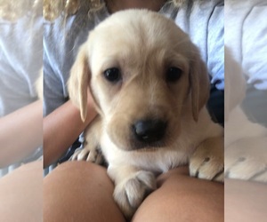 Labrador Retriever Puppy for sale in BEND, OR, USA