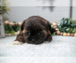 Small Photo #15 Shorkie Tzu Puppy For Sale in BERNE, IN, USA
