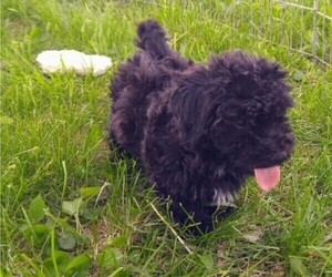 Havanese-Poodle (Toy) Mix Puppy for sale in TURNEY, MO, USA