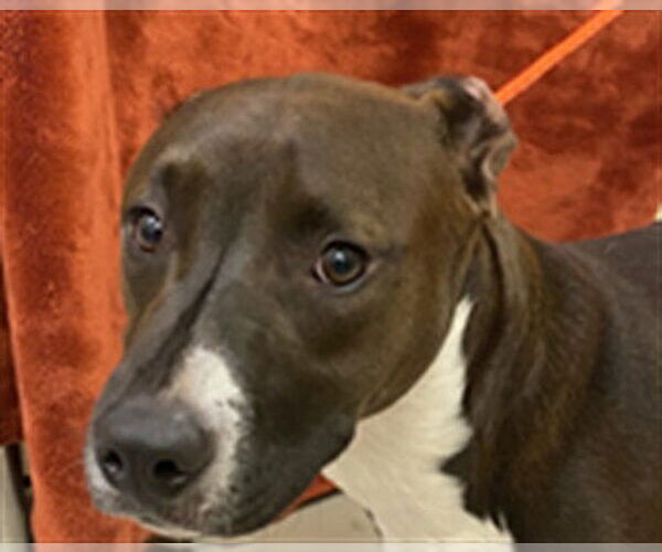 Medium Photo #1 Black Mouth Cur-Black and Tan Coonhound Mix Puppy For Sale in Sanford, FL, USA