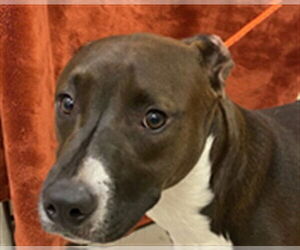 Black Mouth Cur-Black and Tan Coonhound Mix Dogs for adoption in Sanford, FL, USA