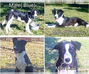 Border Collie Puppy for sale in NEOSHO, MO, USA