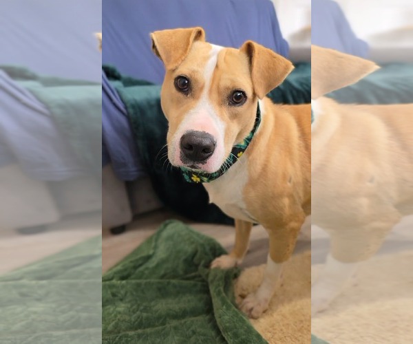 Medium Photo #2 Mutt Puppy For Sale in Rockaway, NJ, USA