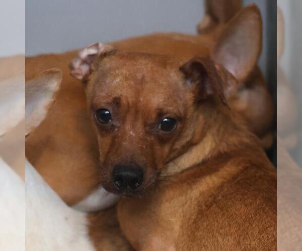 Medium Photo #1 Chihuahua-Unknown Mix Puppy For Sale in San Antonio, TX, USA
