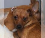 Small Chihuahua Mix