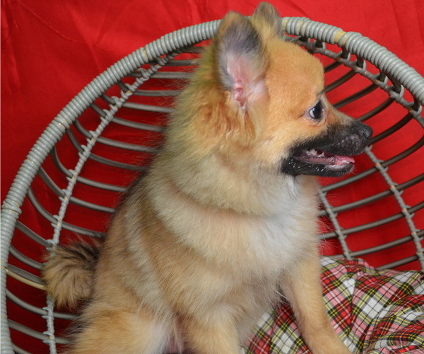 Medium Photo #3 Pomeranian Puppy For Sale in PATERSON, NJ, USA