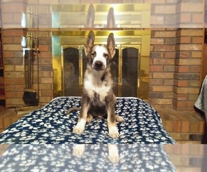 German Shepherd Dog Puppy for sale in LOGAN, OH, USA