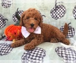 Small Photo #11 Cavapoo-Poodle (Miniature) Mix Puppy For Sale in LAKELAND, FL, USA