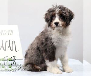 Bernedoodle (Miniature) Puppy for sale in LIVINGSTON, WI, USA