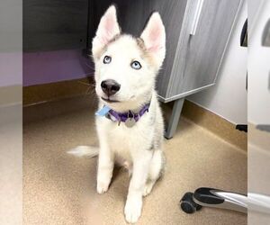 Siberian Husky Dogs for adoption in Aurora, CO, USA