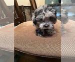 Small Photo #3 Lhasa-Poo Puppy For Sale in E BRUNSWICK, NJ, USA