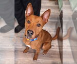 Small #1 Labrador Retriever Mix