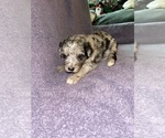 Small Photo #7 Aussiedoodle Puppy For Sale in MUNFORDVILLE, KY, USA