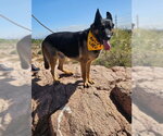 Small #2 German Shepherd Dog