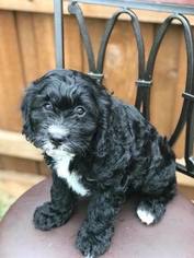 Cavapoo Puppy for sale in FRISCO, TX, USA