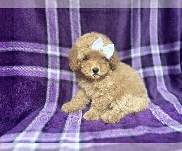 Medium Photo #3 Cock-A-Poo Puppy For Sale in LAKELAND, FL, USA