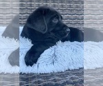 Small Photo #4 Labrador Retriever Puppy For Sale in AUBURN, WA, USA