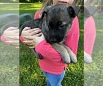 Small Photo #17 Malinois Puppy For Sale in MADISON, TN, USA