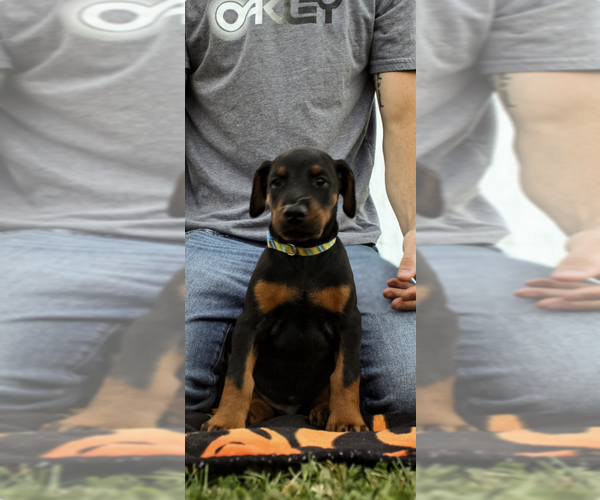 Medium Photo #6 Doberman Pinscher Puppy For Sale in FRANKLIN, PA, USA