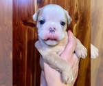 Small Photo #2 Bulldog Puppy For Sale in GREERS FERRY, AR, USA