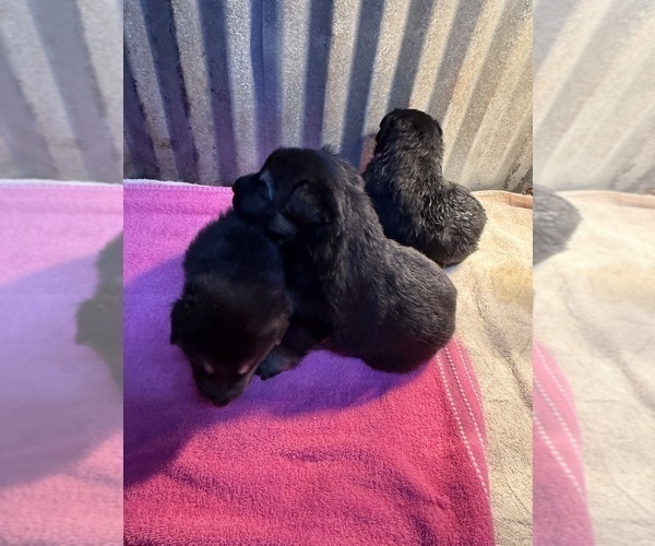 Medium Photo #14 German Shepherd Dog Puppy For Sale in BRIGHTON, CO, USA