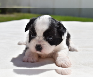 Shih Aussie Puppy for sale in PALM COAST, FL, USA