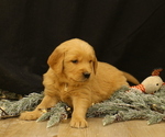 Puppy Rudolph Golden Retriever