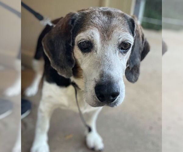 Medium Photo #3 Beagle Puppy For Sale in Dunnellon, FL, USA