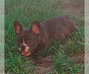 French Bulldog Puppy for sale in HARTSBURG, MO, USA