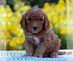 Small #3 Goldendoodle (Miniature)