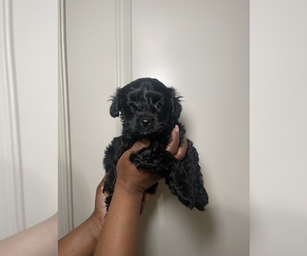 Medium Photo #2 Biewer Yorkie-Poo-Shi Mix Puppy For Sale in GRAYSON, GA, USA