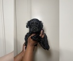 Small Photo #2 Biewer Yorkie-Poo-Shi Mix Puppy For Sale in GRAYSON, GA, USA
