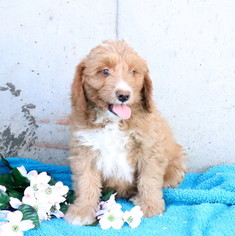 Golden Mountain Doodle  Puppy for sale in GAP, PA, USA