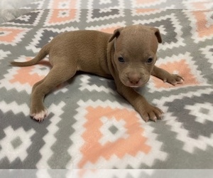 American Bully-American Staffordshire Terrier Mix Puppy for sale in KINGSTON, MA, USA