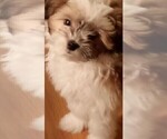 Small Photo #2 ShihPoo Puppy For Sale in HASTINGS, MN, USA
