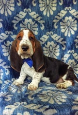 Basset Hound Puppy for sale in EDEN, PA, USA