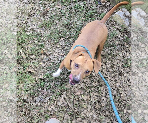 Medium Photo #1 Mutt Puppy For Sale in Jackson, MS, USA
