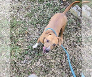 Mutt Dogs for adoption in Jackson, MS, USA