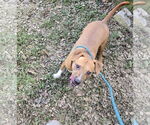 Small Mutt
