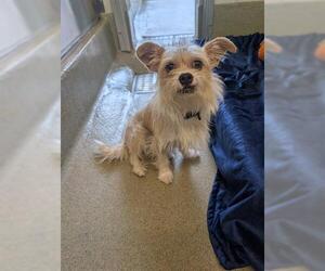 Mutt Dogs for adoption in San Martin, CA, USA
