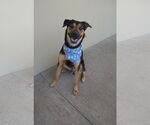 Small #2 Rottweiler Mix