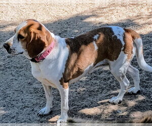Gracie - Female Beagle Dog for Adoption - Photo #4