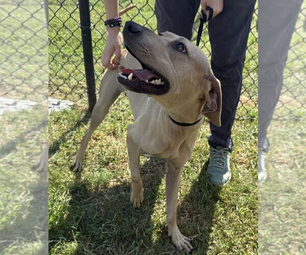 Medium Photo #1 Labrador Retriever-Unknown Mix Puppy For Sale in The Woodlands, TX, USA