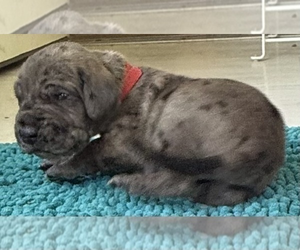 Medium Photo #7 Great Dane Puppy For Sale in GALLOWAY, OH, USA