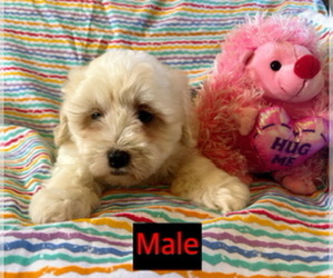 Maltipoo Puppy for sale in AMSTERDAM, MO, USA