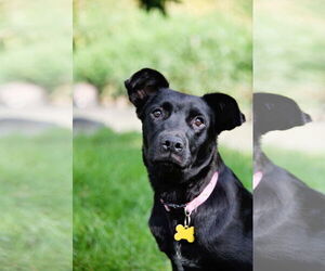 Labrador Retriever-Unknown Mix Dogs for adoption in Sandy, UT, USA