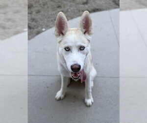 Siberian Husky Dogs for adoption in Rancho Cucamonga, CA, USA