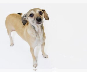 Allie and Tara - Female Chihuahua Dog for Adoption - Photo #2