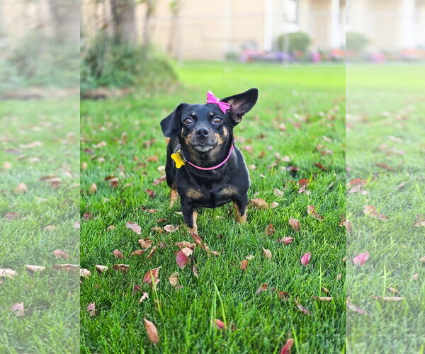 Medium Photo #10 Chihuahua-Unknown Mix Puppy For Sale in Sandy, UT, USA