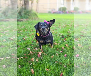 Quesito - Female Chihuahua-Unknown Mix Dog for Adoption - Photo #10
